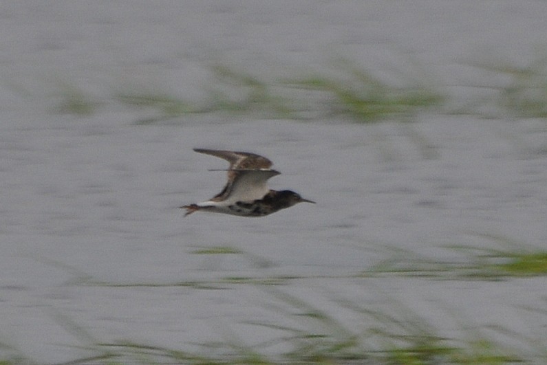 流蘇鷸 - ML231910011