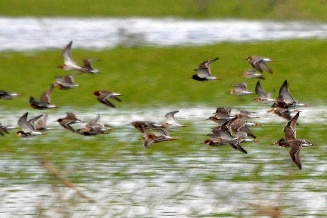 流蘇鷸 - ML231910021