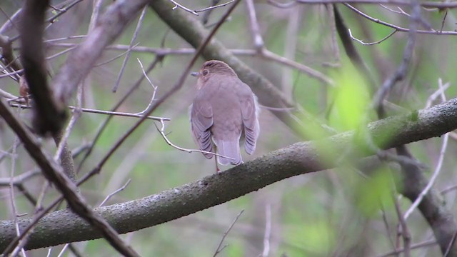 Swainson's Thrush - ML231910271