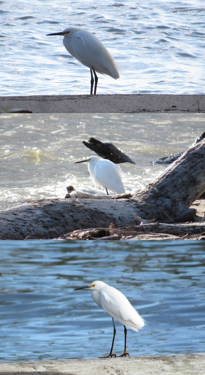 Snowy Egret - ML23191111