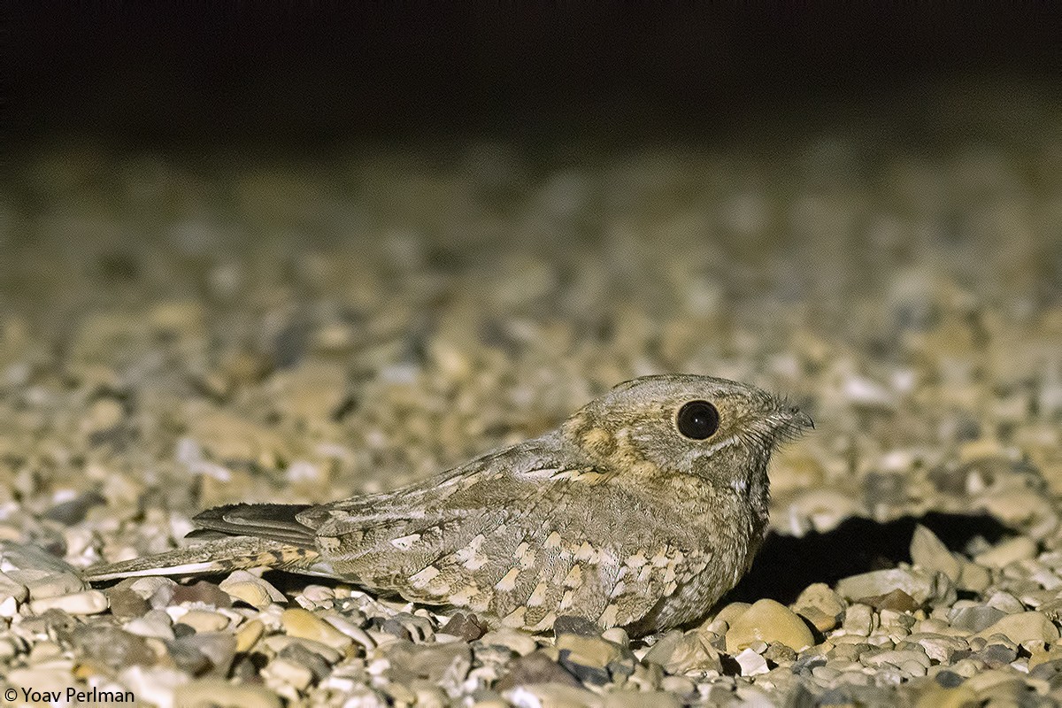 Nubian Nightjar - ML231914281