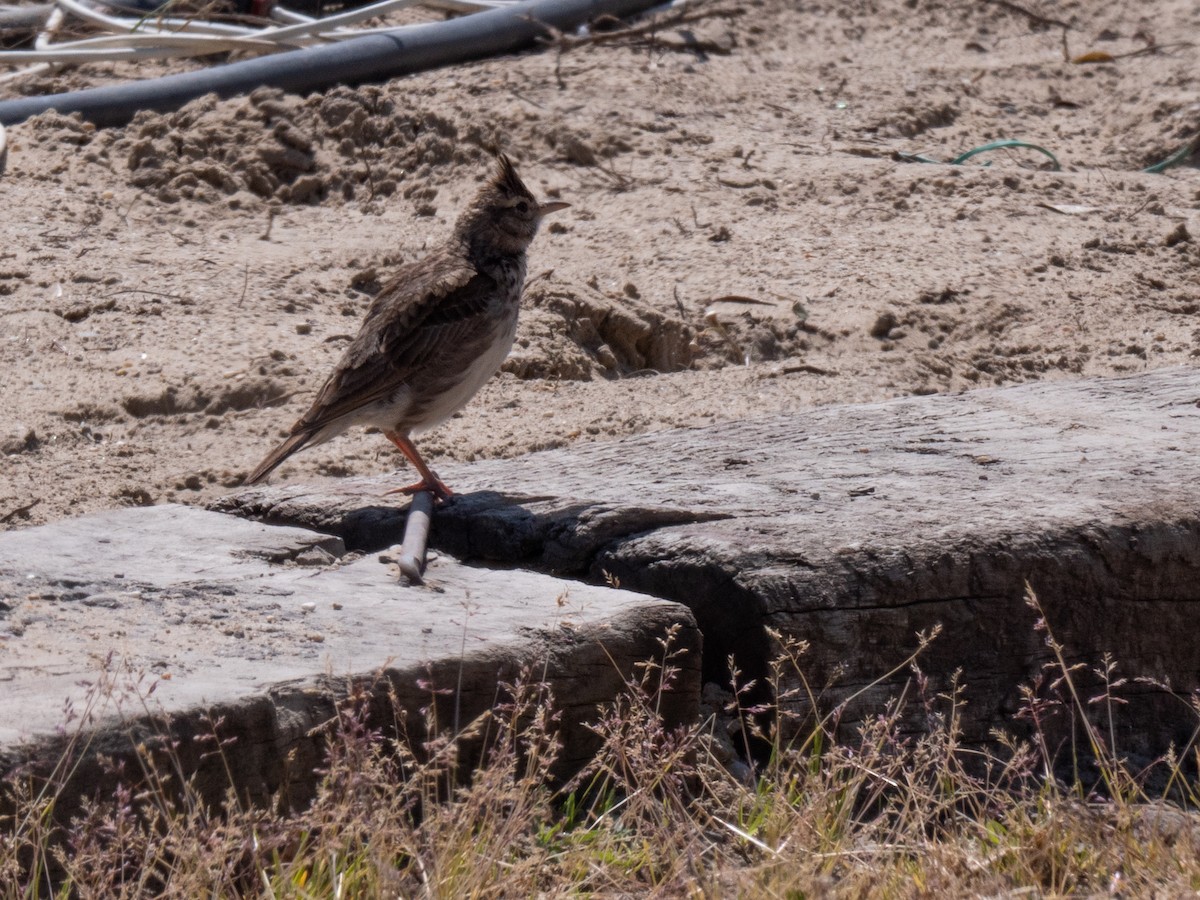 Согсоот болжмор - ML231915451