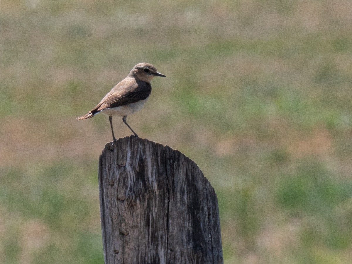 Адууч чогчиго - ML231915531
