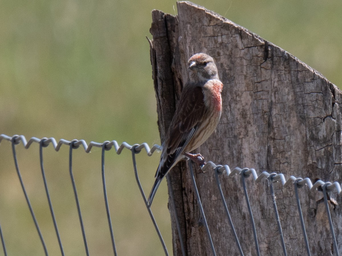 Алтан цэгцүүхэй - ML231915611