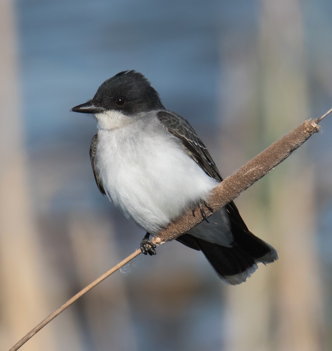 Eastern Kingbird - ML231915931