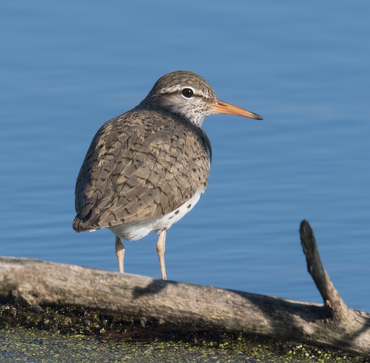 Spotted Sandpiper - Darlene Friedman