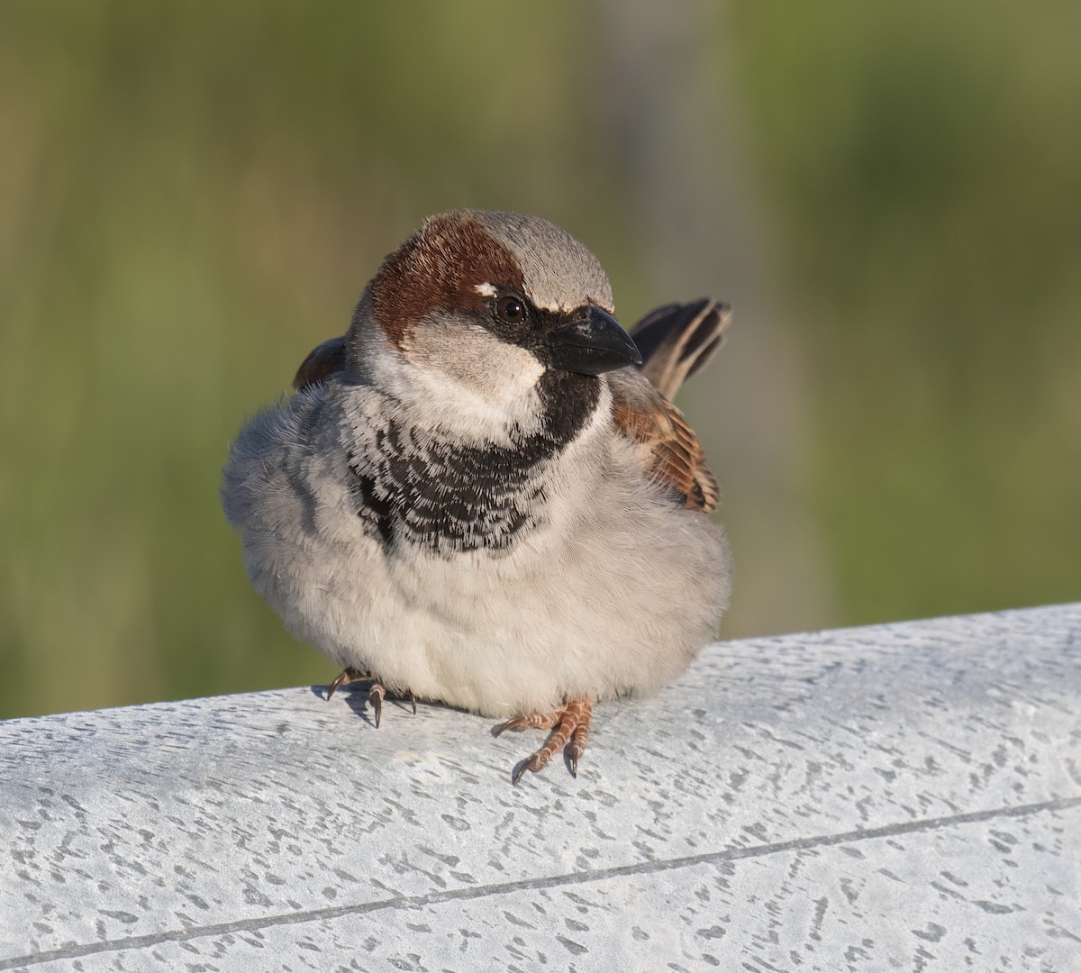 House Sparrow - ML231916491