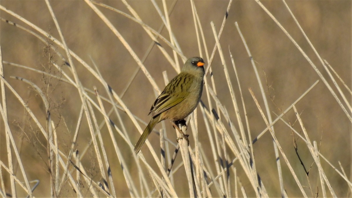 Great Pampa-Finch - ML231916701