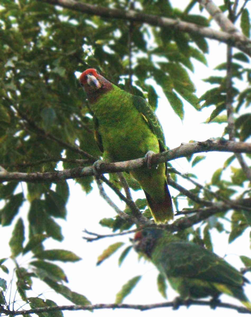 Red-tailed Parrot - ML231917571