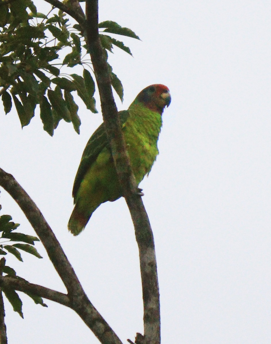 Red-tailed Parrot - ML231917581