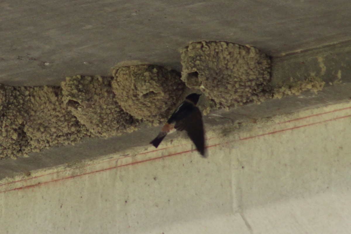 Cliff Swallow (pyrrhonota Group) - Asher Higgins