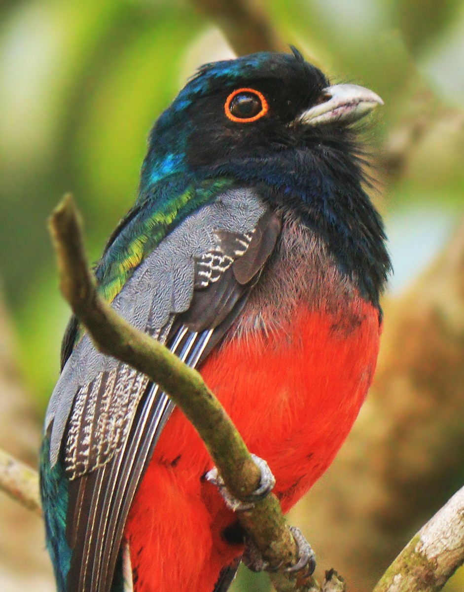 Surucua Trogon - ML231917951