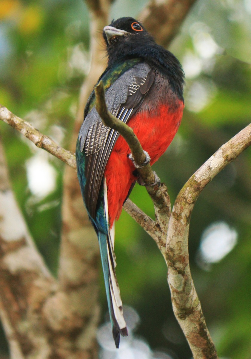 Surucua Trogon - ML231917961