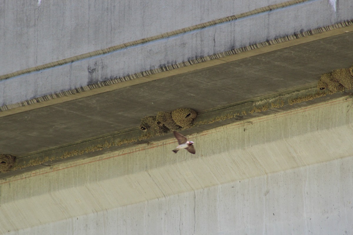 Cliff Swallow (pyrrhonota Group) - ML231918081