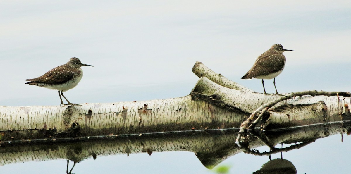 Solitary Sandpiper - ML231918821