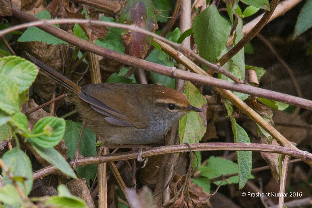 Gray-sided Bush Warbler - Prashant Kumar
