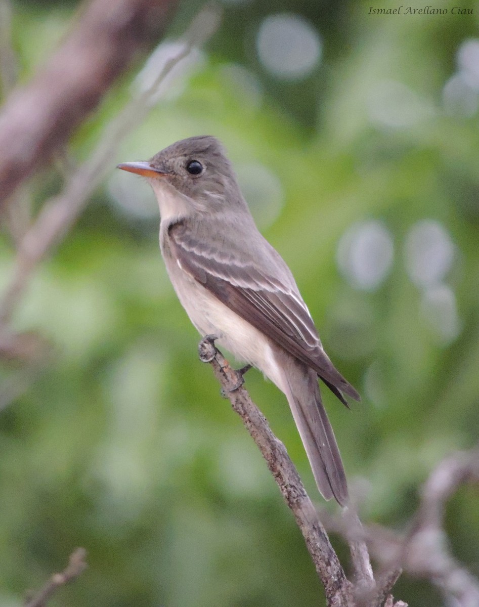 Eastern Wood-Pewee - ML231919411
