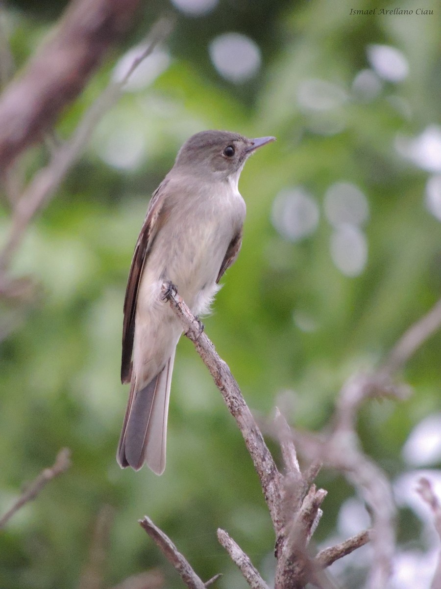 Eastern Wood-Pewee - ML231919441