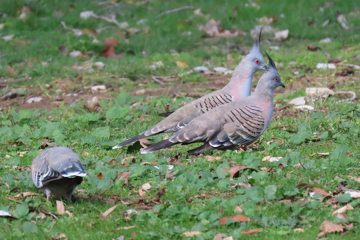 Crested Pigeon - ML231920391