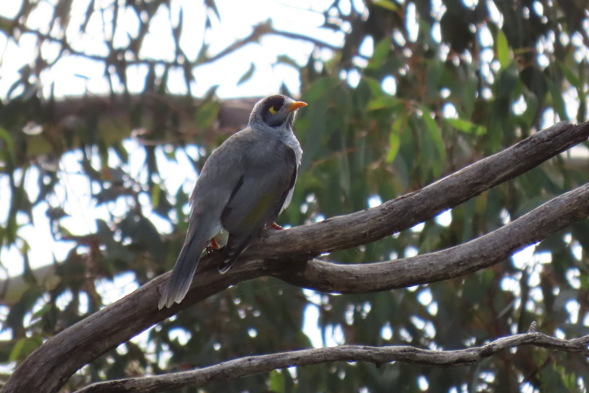 Noisy Miner - ML231920421