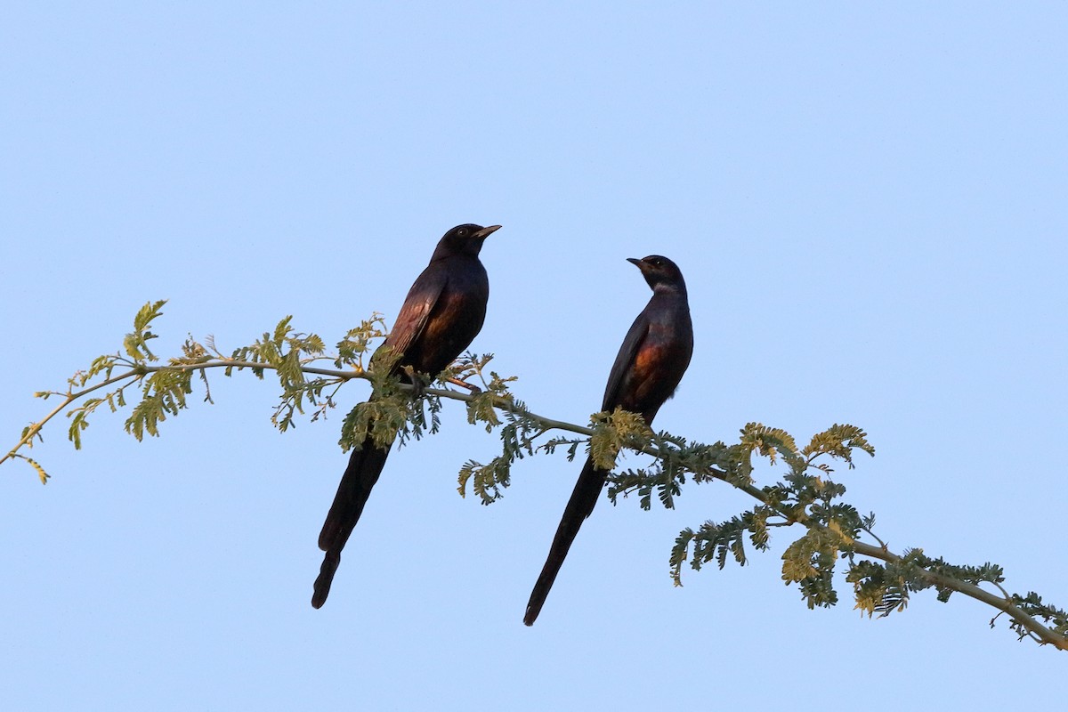 Meves's Starling (Cunene) - ML231920831