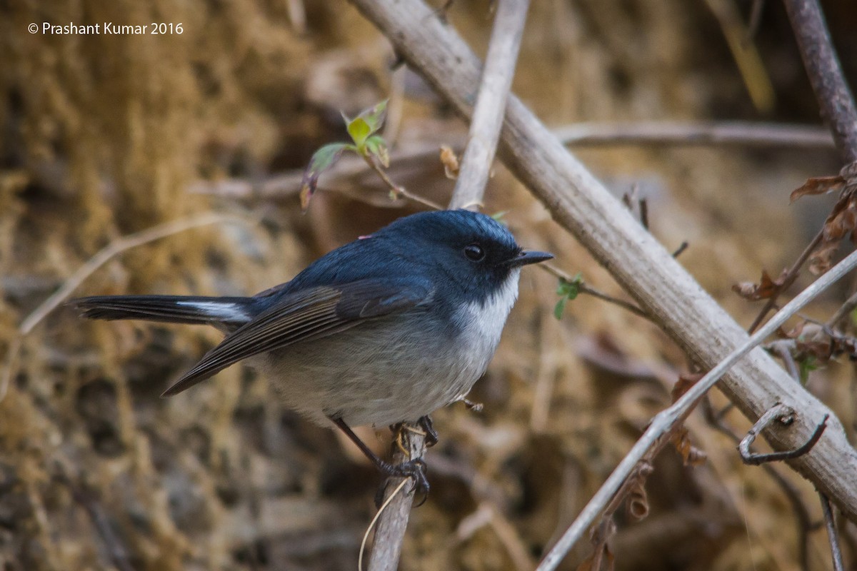 Slaty-blue Flycatcher - Prashant Kumar