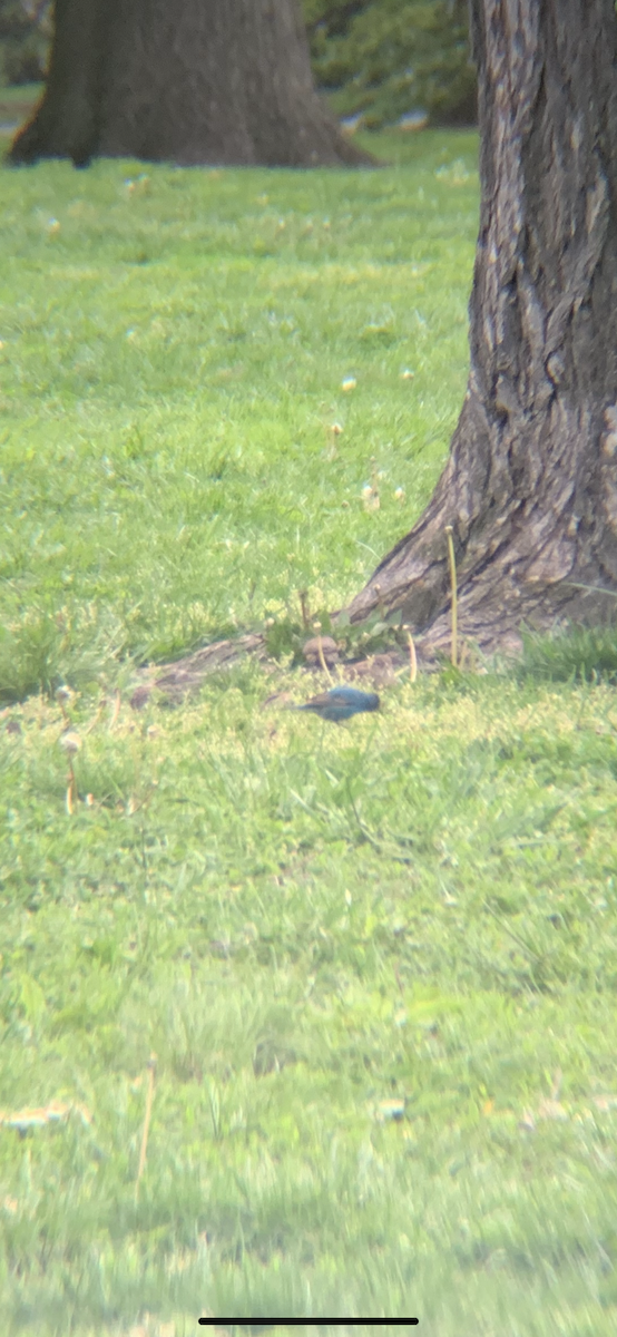 Passerin indigo - ML231921321
