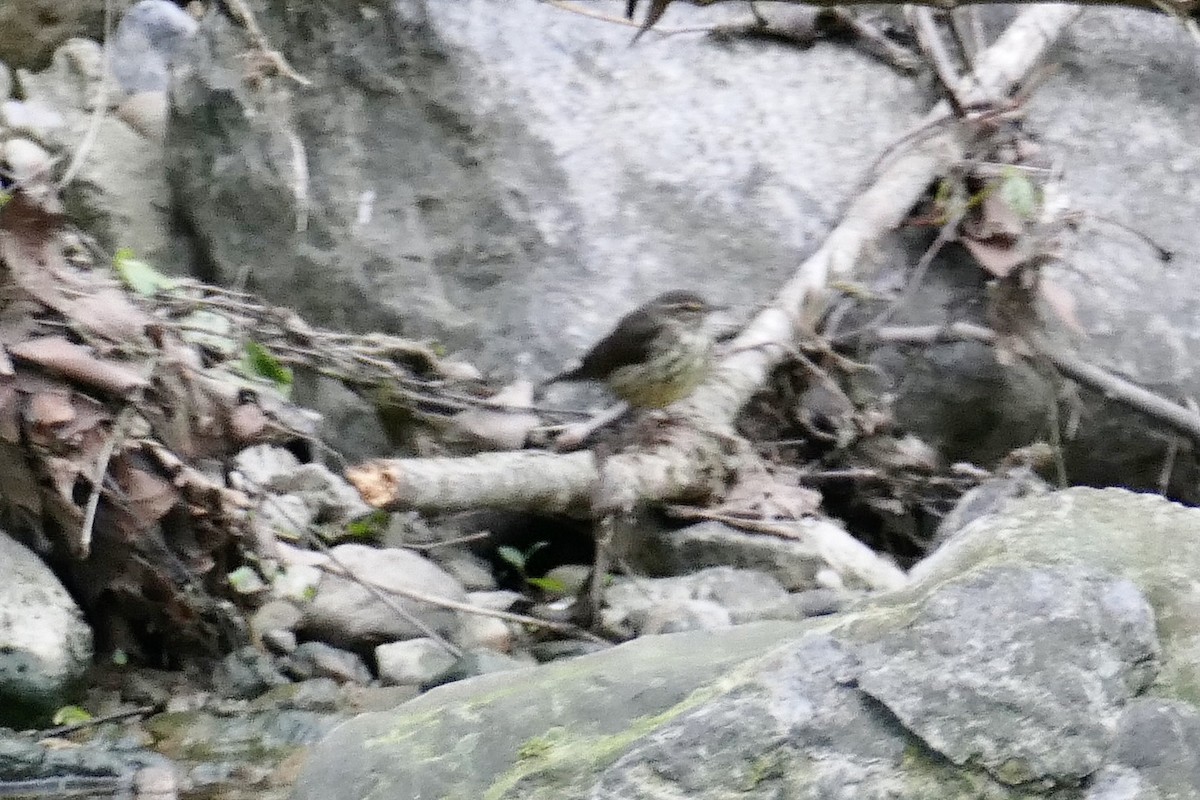 Northern Waterthrush - ML231921521