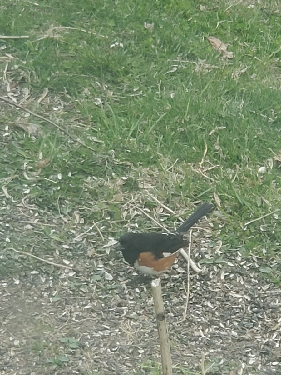 Eastern Towhee - ML231922121