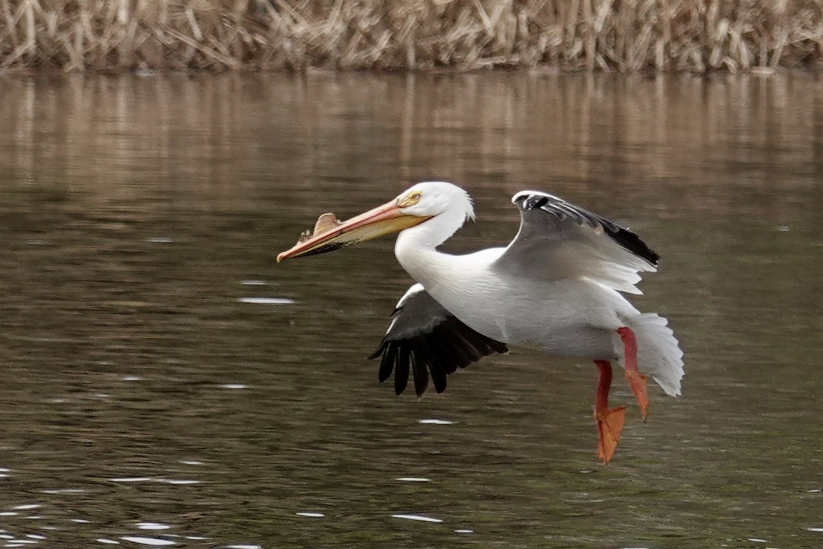 American White Pelican - Rhonda Klaszus