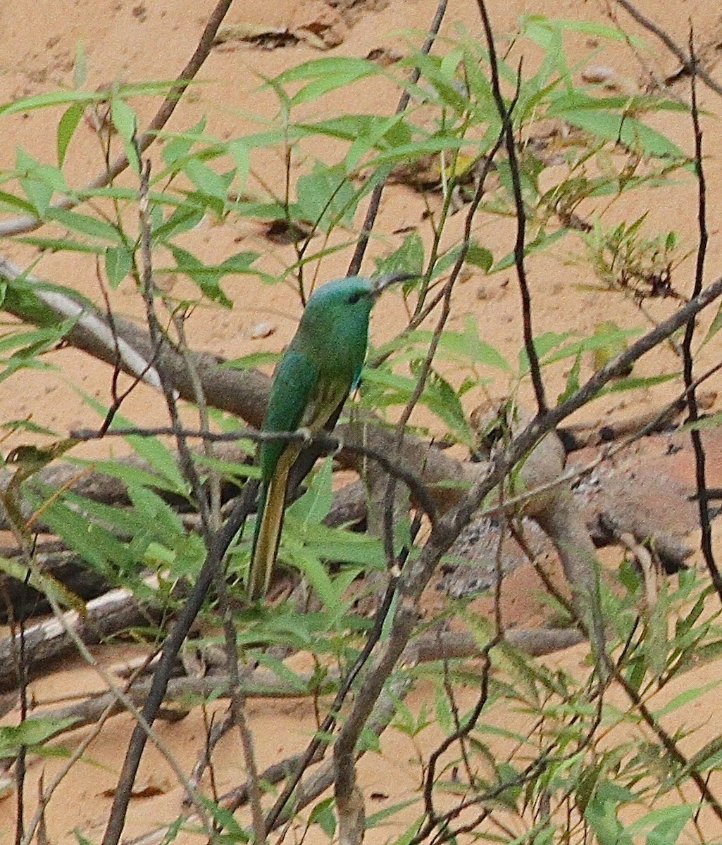 Blue-bearded Bee-eater - ML231931811