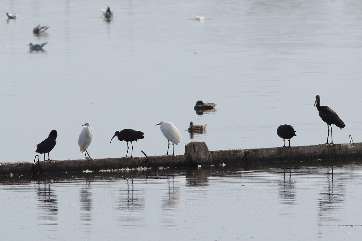 Glossy Ibis - ML231932501