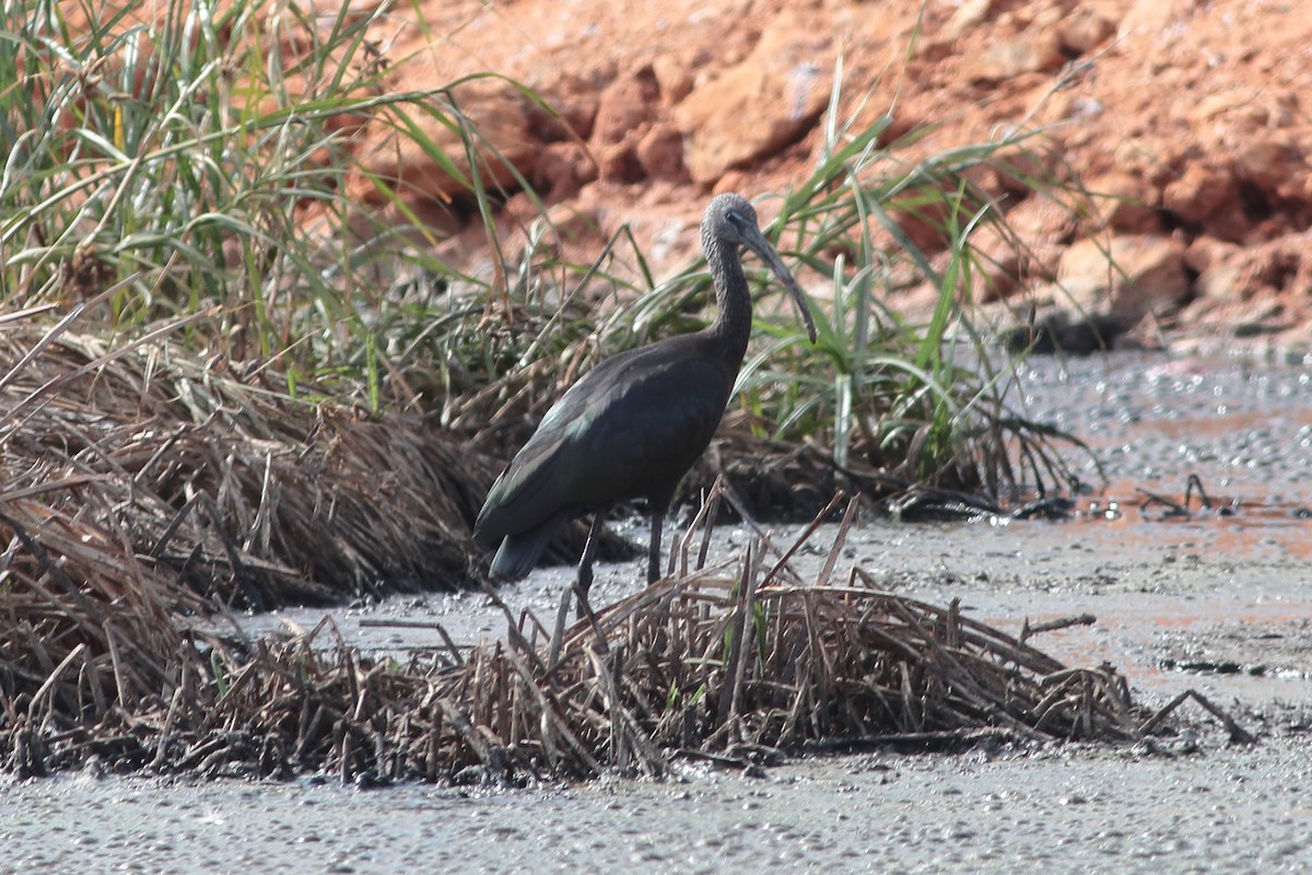 Glossy Ibis - ML231932761