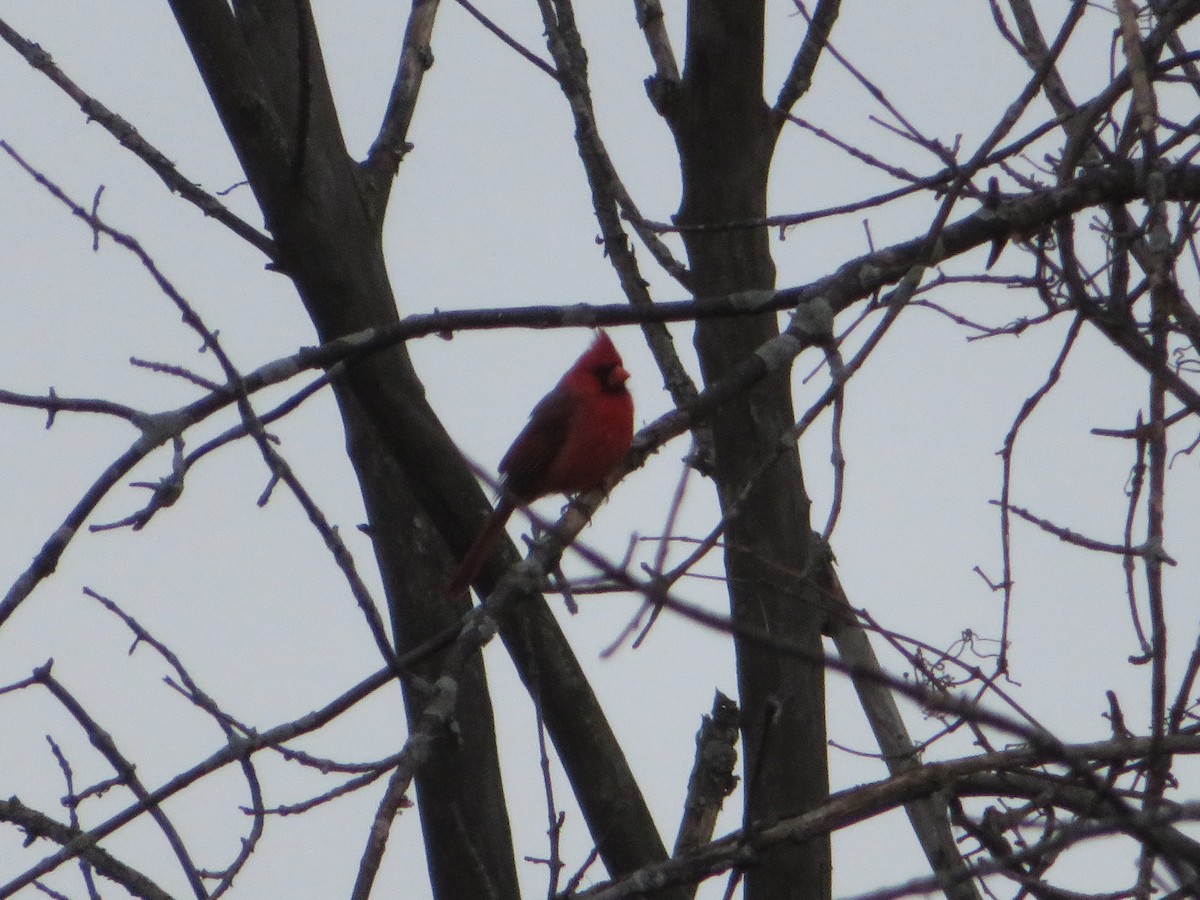 Cardinal rouge - ML231934361