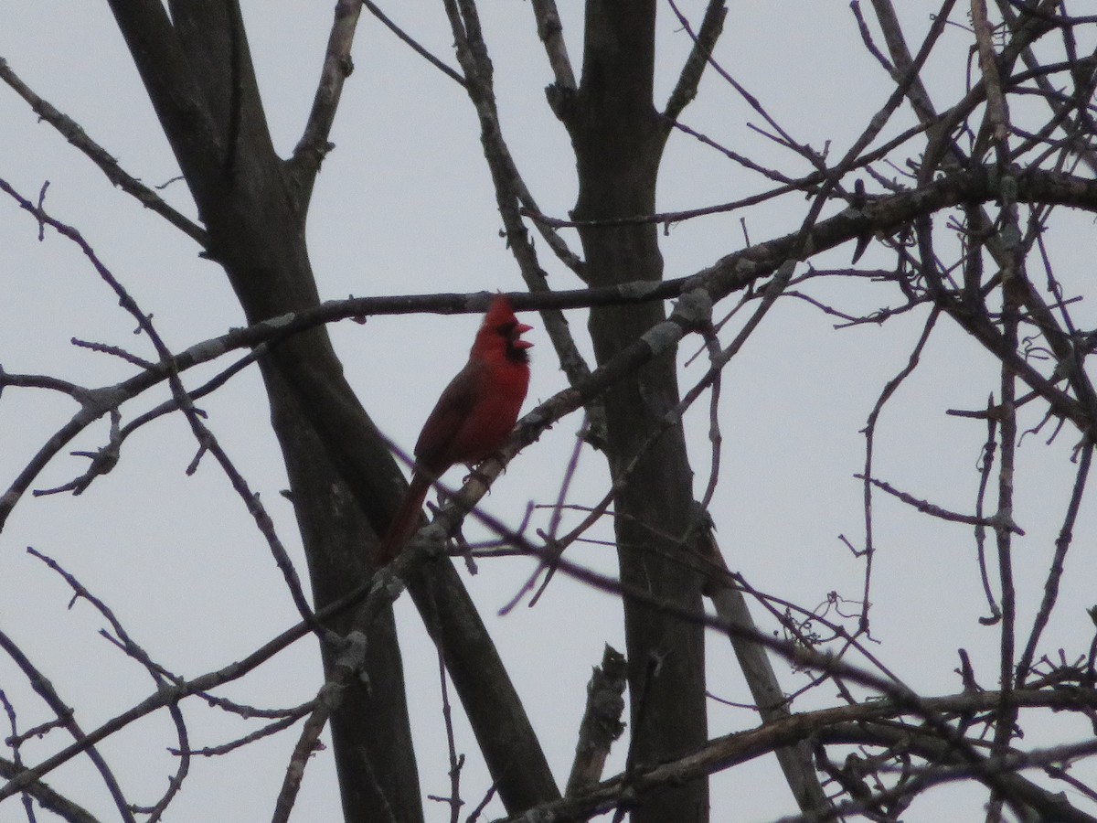 Northern Cardinal - Josée Papillon