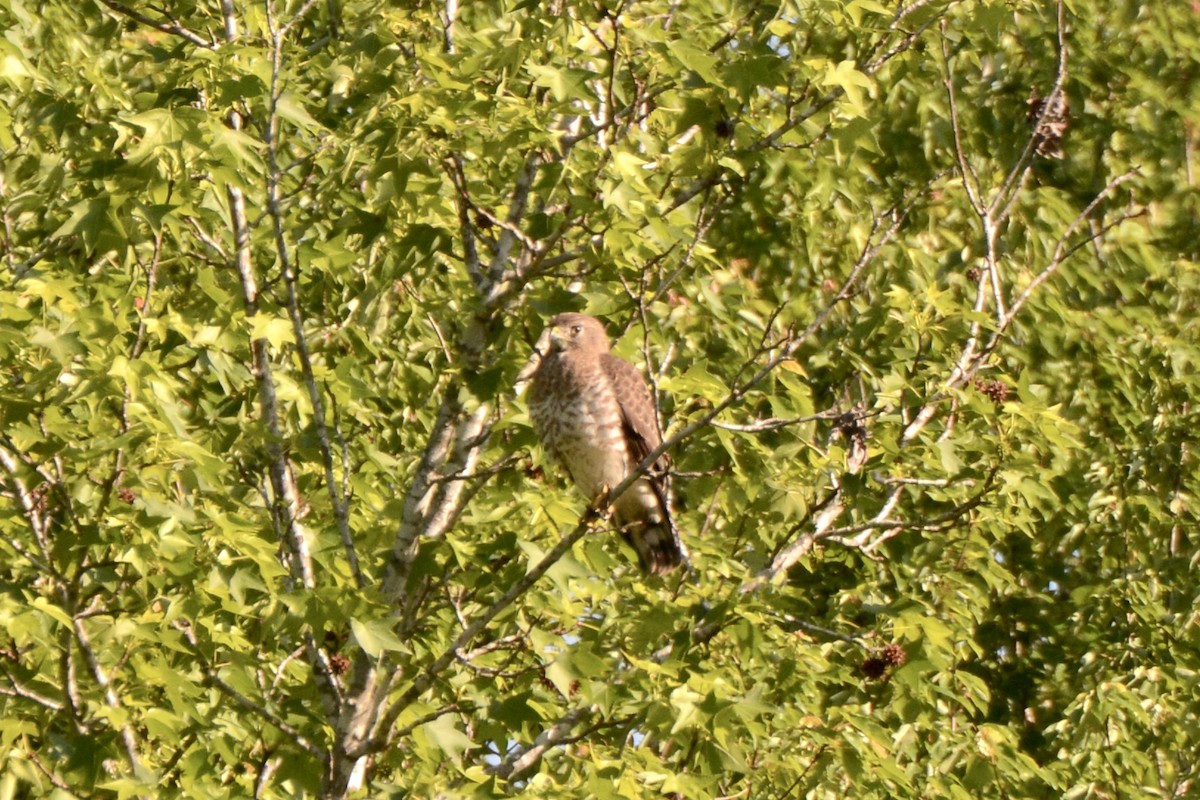 Broad-winged Hawk - ML231935371