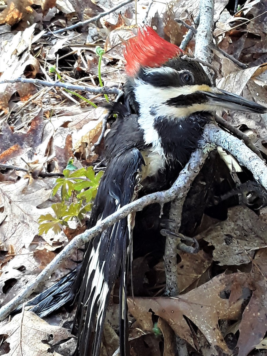 Pileated Woodpecker - ML231936241