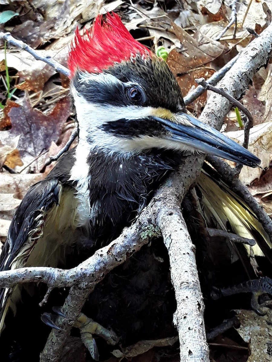 Pileated Woodpecker - Greg Watkevich
