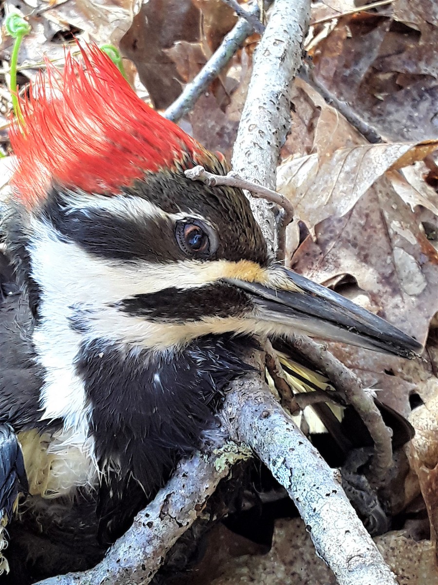 Pileated Woodpecker - Greg Watkevich