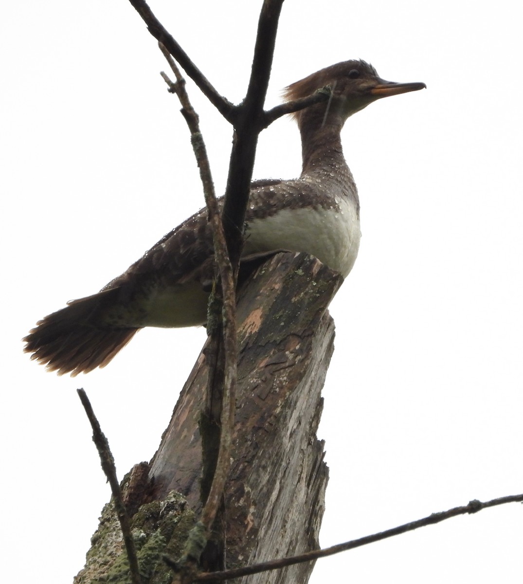 Hooded Merganser - Lee Funderburg