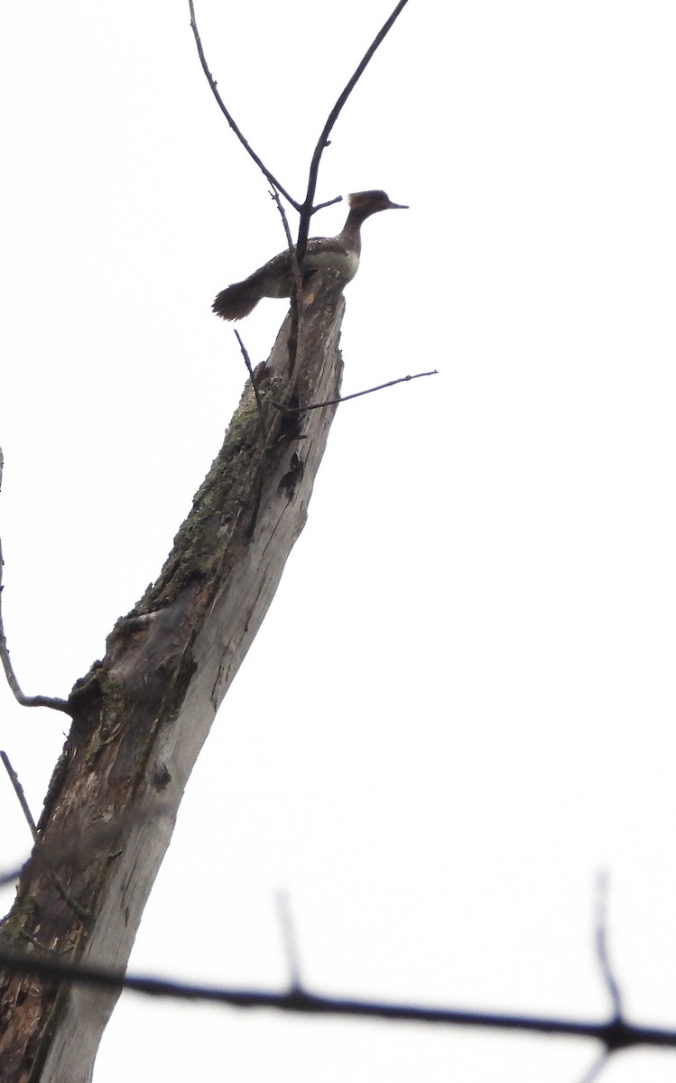 Hooded Merganser - Lee Funderburg