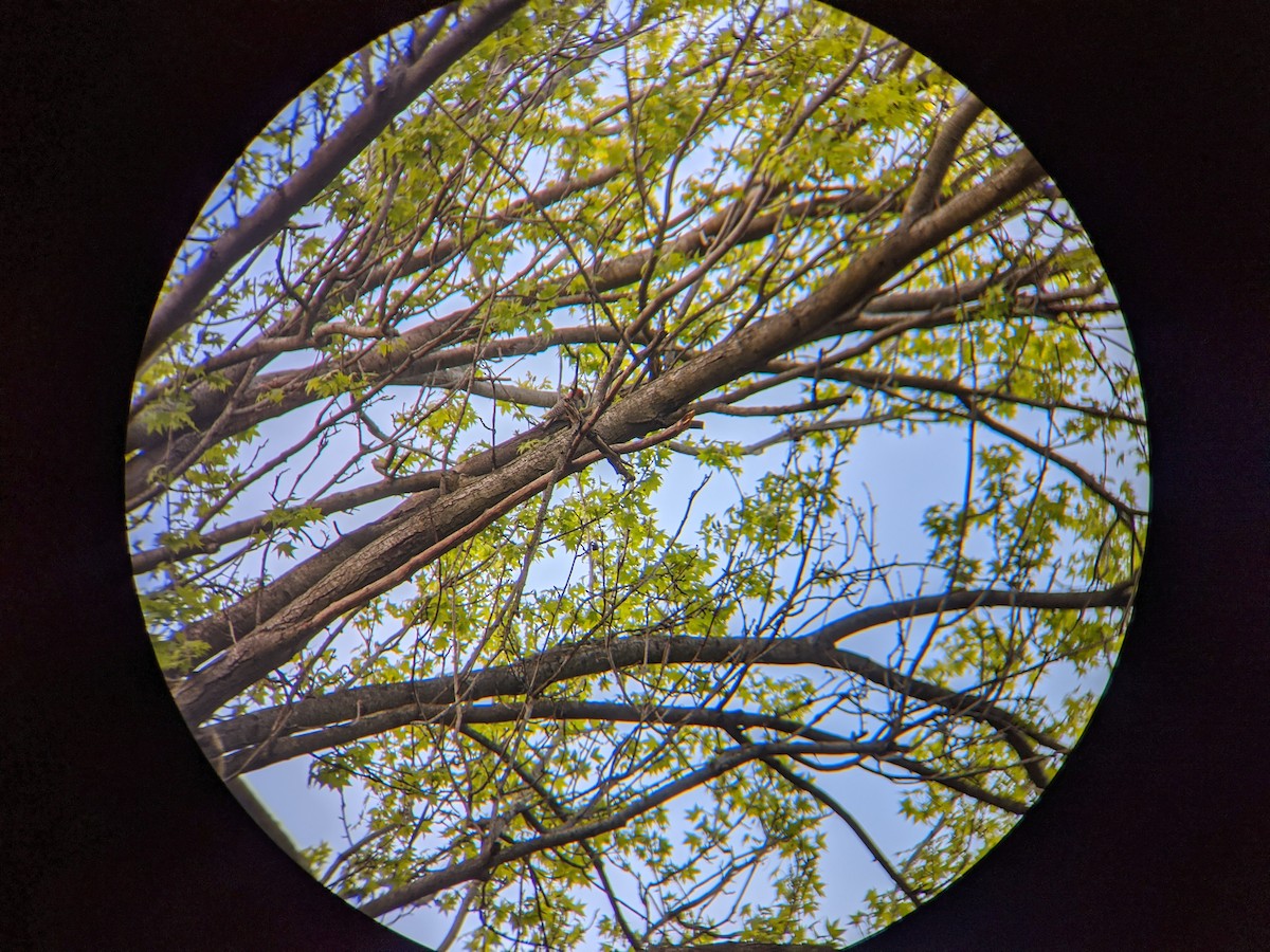 Red-bellied Woodpecker - ML231938691