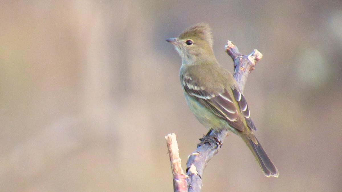 Lesser Elaenia - ML231940531