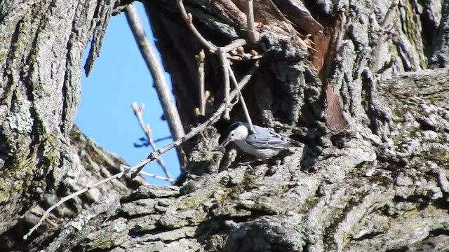 White-breasted Nuthatch - ML231940811