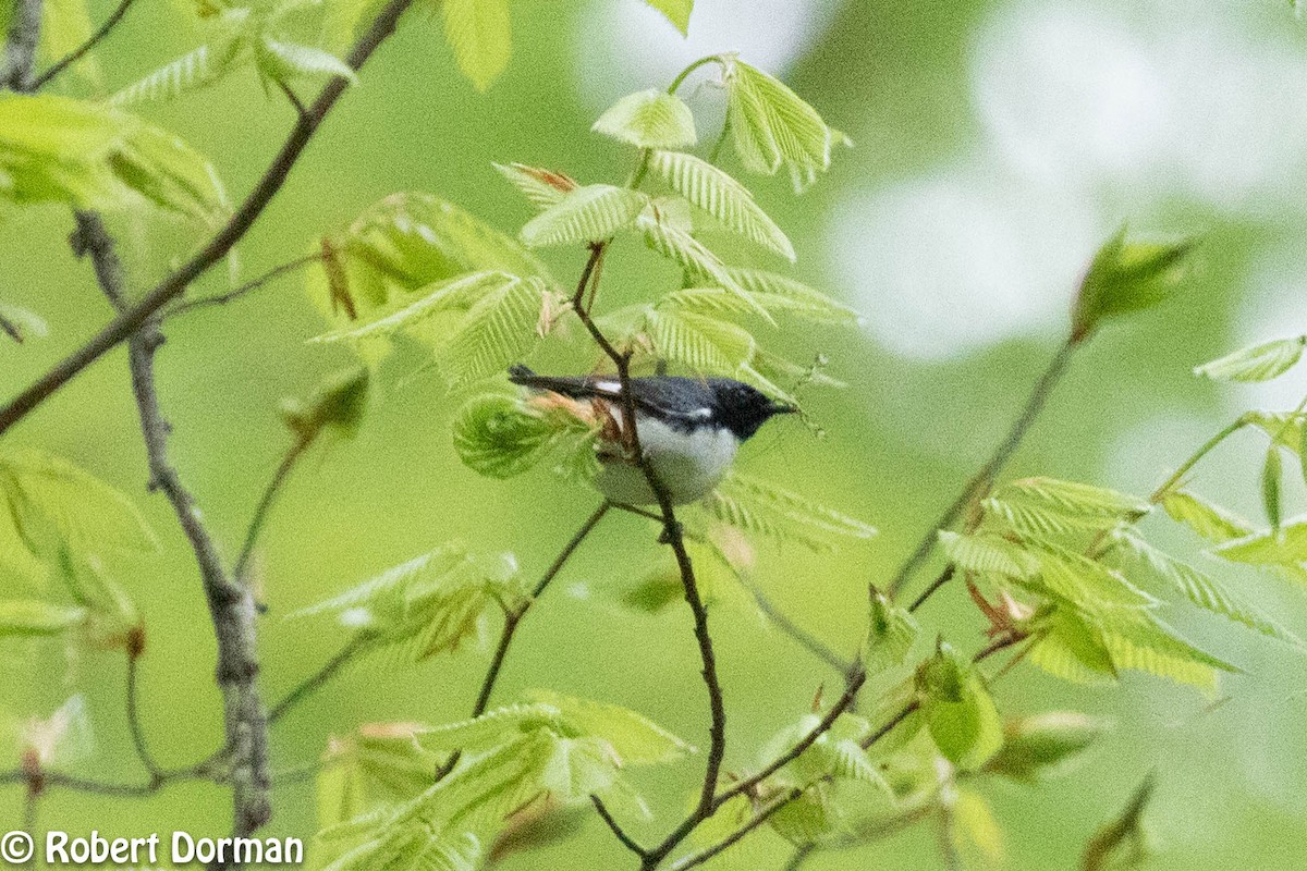 Black-throated Blue Warbler - ML231942221