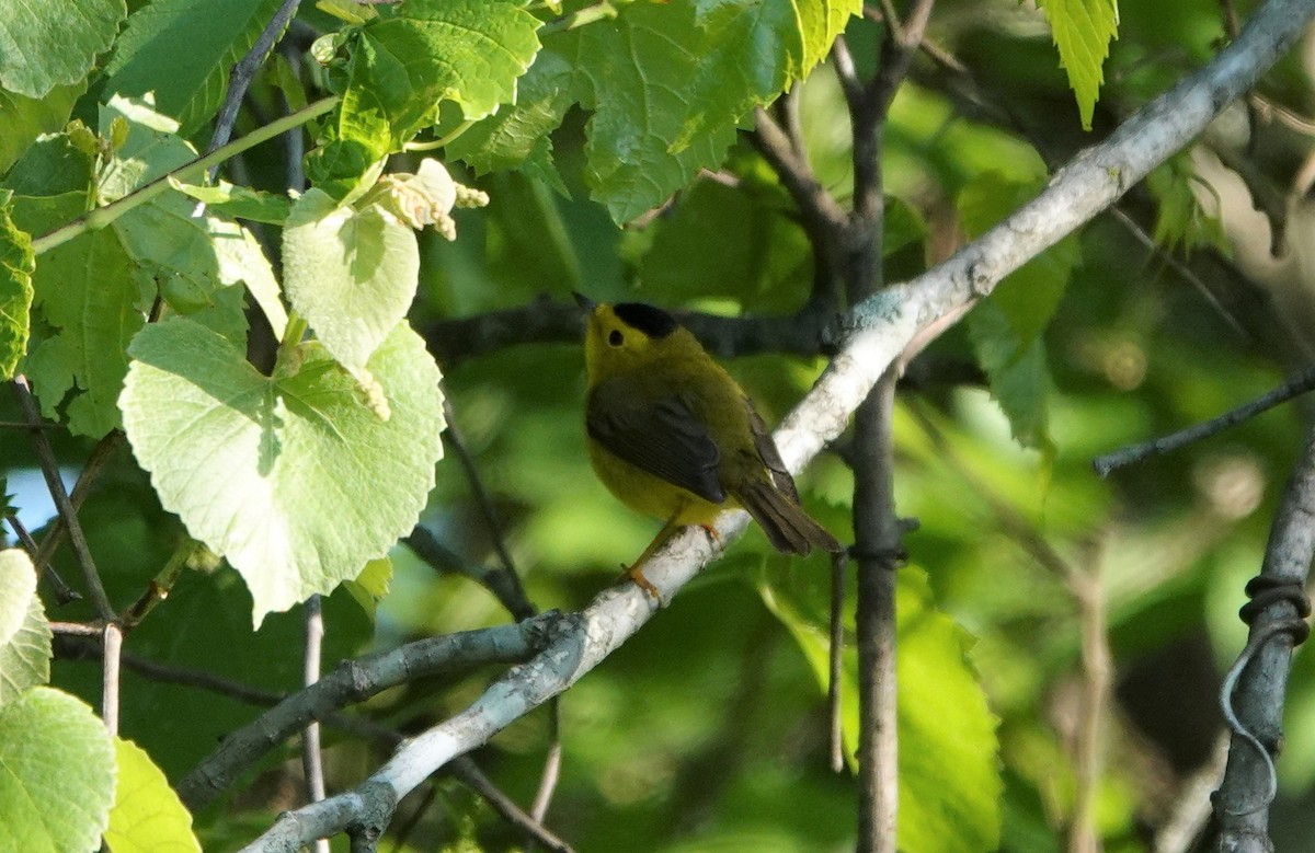 Wilson's Warbler - ML231943811