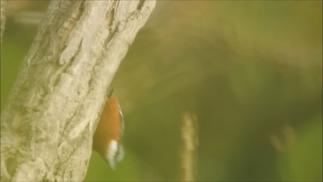 Chestnut-bellied Nuthatch - ML231944161