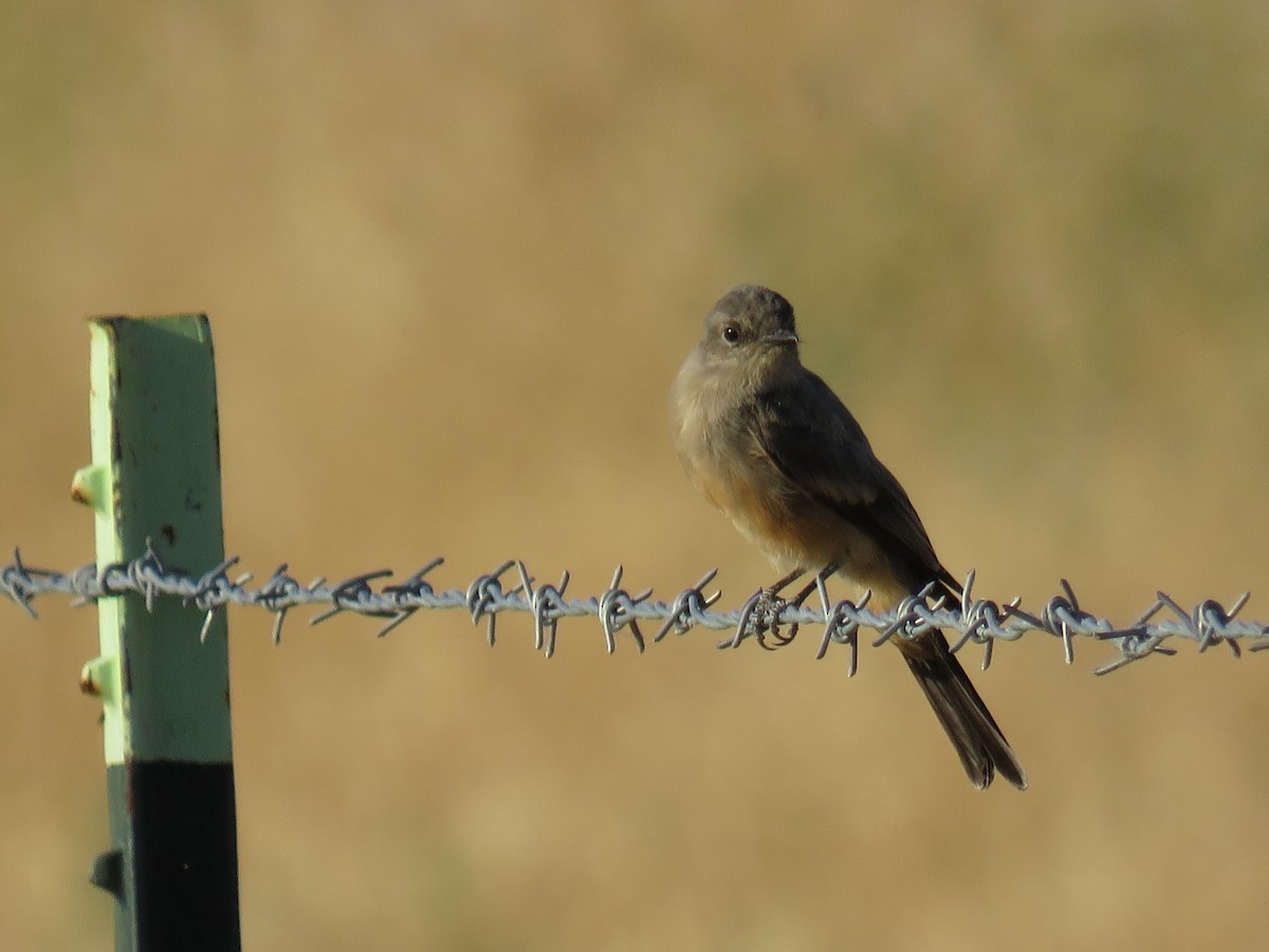 Say's Phoebe - ML231944421