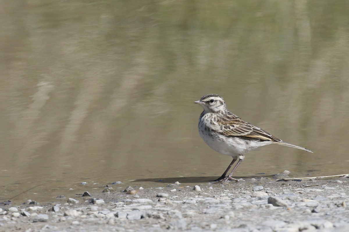 New Zealand Pipit - ML231944811