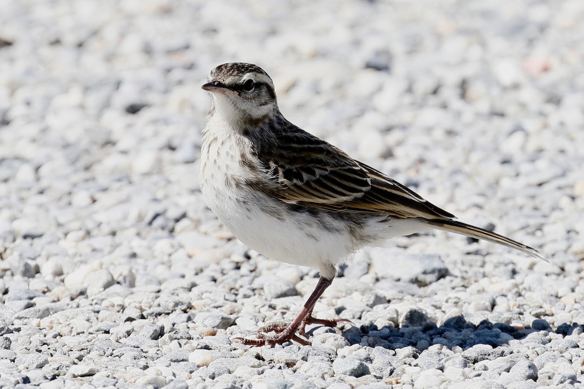 New Zealand Pipit - ML231944821